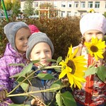Подсолнухи